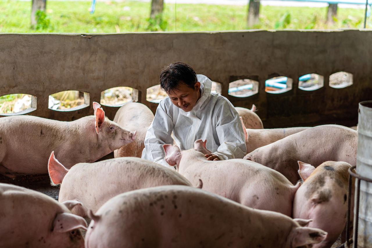 Pig