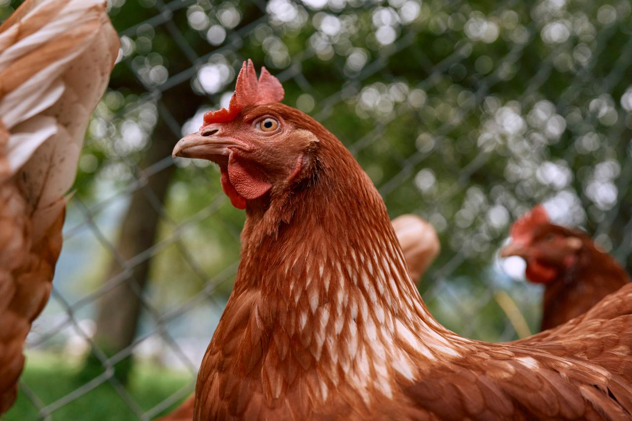 Chicken