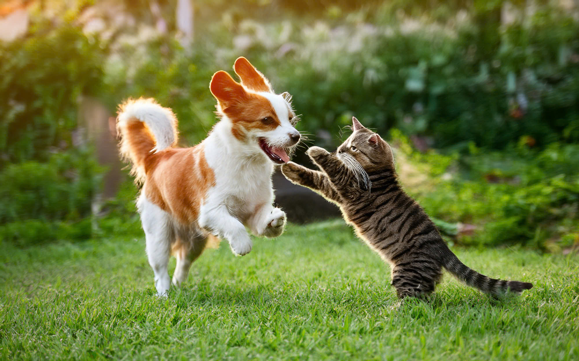 Pet