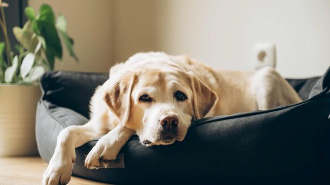 parvo