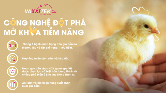VAXXITEK® HVT+IBD+ND - Công nghệ đột phá, mở khoá tiềm năng