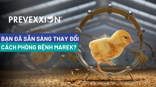 Prevexxion RN - Bạn đã sẵn sàng thay đổi cách phòng bệnh MAREK?